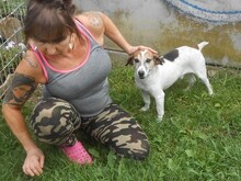 JORDI, Hund, Mischlingshund in Slowakische Republik - Bild 10