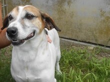 JORDI, Hund, Mischlingshund in Slowakische Republik - Bild 2