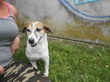 JORDI, Hund, Mischlingshund in Slowakische Republik - Bild 3