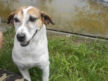 JORDI, Hund, Mischlingshund in Slowakische Republik - Bild 4