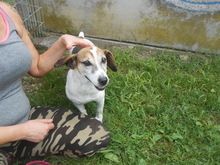 JORDI, Hund, Mischlingshund in Slowakische Republik - Bild 5