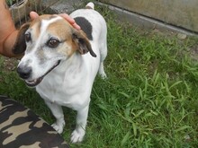 JORDI, Hund, Mischlingshund in Slowakische Republik - Bild 7