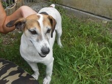 JORDI, Hund, Mischlingshund in Slowakische Republik - Bild 9
