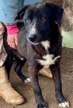 KAAMI, Hund, Mischlingshund in Rumänien - Bild 15