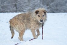 BUNIEK, Hund, Mischlingshund in Belgien - Bild 3