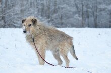 BUNIEK, Hund, Mischlingshund in Belgien - Bild 4