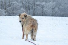 BUNIEK, Hund, Mischlingshund in Belgien - Bild 5