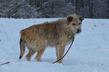 BUNIEK, Hund, Mischlingshund in Belgien - Bild 7