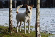 HONEY, Hund, Mischlingshund in Polen - Bild 1