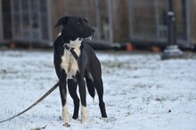 LIROY, Hund, Mischlingshund in Polen - Bild 2
