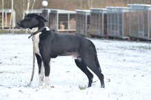 LIROY, Hund, Mischlingshund in Polen - Bild 3