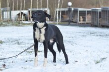LIROY, Hund, Mischlingshund in Polen - Bild 5