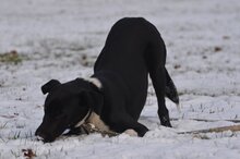 LIROY, Hund, Mischlingshund in Polen - Bild 6