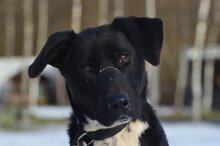 LIROY, Hund, Mischlingshund in Polen - Bild 7