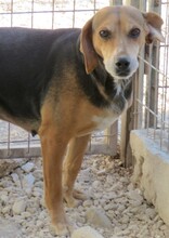 BISCUIT, Hund, Mischlingshund in Zypern - Bild 3