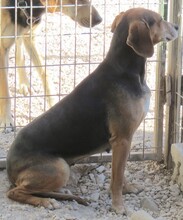 BISCUIT, Hund, Mischlingshund in Zypern - Bild 6