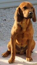 FOUFOU, Hund, Jagdhund-Mix in Zypern - Bild 3