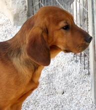 FOUFOU, Hund, Jagdhund-Mix in Zypern - Bild 6