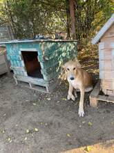 ZUZU, Hund, Mischlingshund in Rumänien - Bild 1