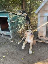 ZUZU, Hund, Mischlingshund in Rumänien - Bild 2