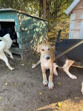 ZUZU, Hund, Mischlingshund in Rumänien - Bild 3