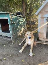 ZUZU, Hund, Mischlingshund in Rumänien - Bild 4