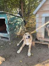 ZUZU, Hund, Mischlingshund in Rumänien - Bild 5