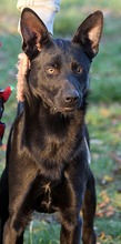CHRISTOPHER, Hund, Mischlingshund in Ungarn - Bild 2