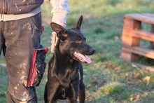 CHRISTOPHER, Hund, Mischlingshund in Ungarn - Bild 4