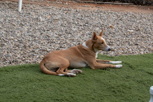 JOE, Hund, Podenco in Spanien - Bild 14