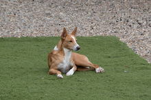 JOE, Hund, Podenco in Spanien - Bild 16