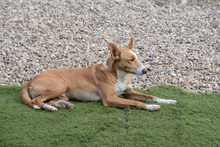 JOE, Hund, Podenco in Spanien - Bild 20