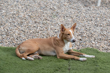 JOE, Hund, Podenco in Spanien - Bild 21