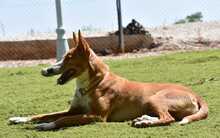 JOE, Hund, Podenco in Spanien - Bild 25