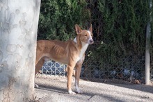 JOE, Hund, Podenco in Spanien - Bild 28