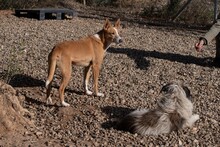 JOE, Hund, Podenco in Spanien - Bild 8
