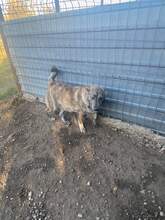 TARMI, Hund, Mischlingshund in Rumänien - Bild 1