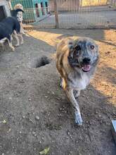 TARMI, Hund, Mischlingshund in Rumänien - Bild 2