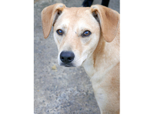 LORIN, Hund, Mischlingshund in Rumänien - Bild 1