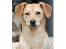 LORIN, Hund, Mischlingshund in Rumänien - Bild 10