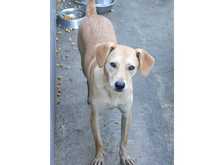 LORIN, Hund, Mischlingshund in Rumänien - Bild 2