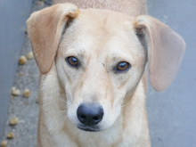 LORIN, Hund, Mischlingshund in Rumänien - Bild 3