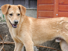 LORIN, Hund, Mischlingshund in Rumänien - Bild 4