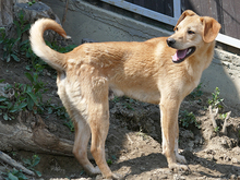LORIN, Hund, Mischlingshund in Rumänien - Bild 5