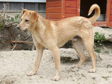 LORIN, Hund, Mischlingshund in Rumänien - Bild 6