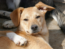 LORIN, Hund, Mischlingshund in Rumänien - Bild 7