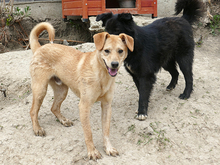LORIN, Hund, Mischlingshund in Rumänien - Bild 8