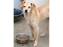 LORIN, Hund, Mischlingshund in Rumänien - Bild 9