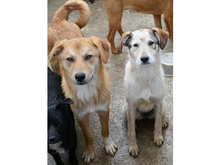 LEONA, Hund, Mischlingshund in Rumänien - Bild 10