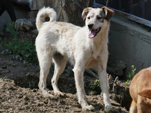LEONA, Hund, Mischlingshund in Rumänien - Bild 11